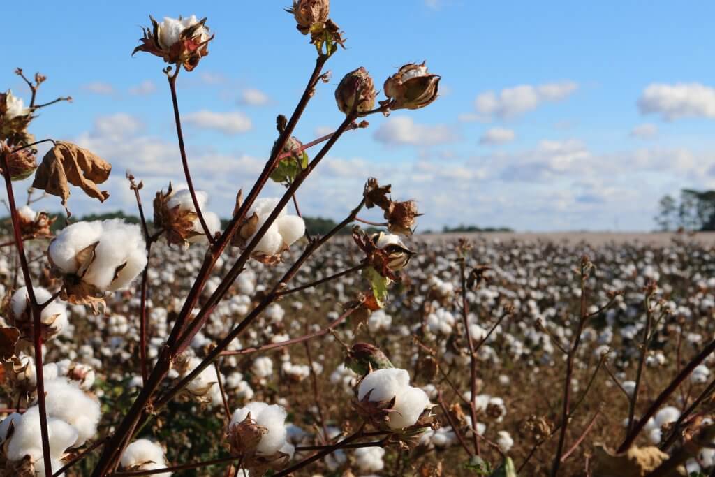 Saiba mais sobre o cotton